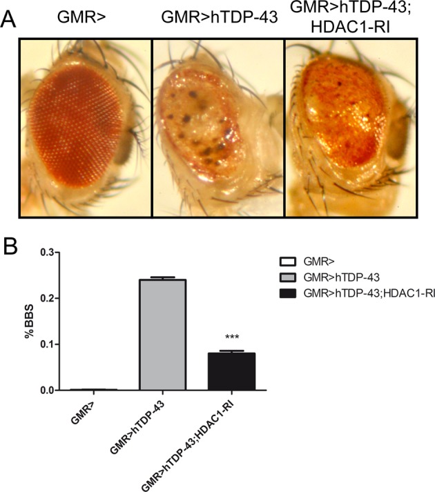 HDAC1 inhibition ameliorates TDP-43-induced cell death in vitro and in vivo.